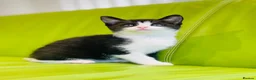 Mixed Breed cats for sale: Kittens for sale ,mixed breed, wonderful behaviour - Advert 13