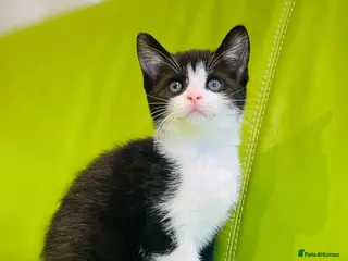 Mixed Breed cats Kittens for sale ,mixed breed, wonderful behaviour - Advert 6