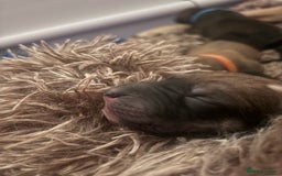 Mixed Breed dogs for sale: Saluki Bull Grey Puppies  - Image 15