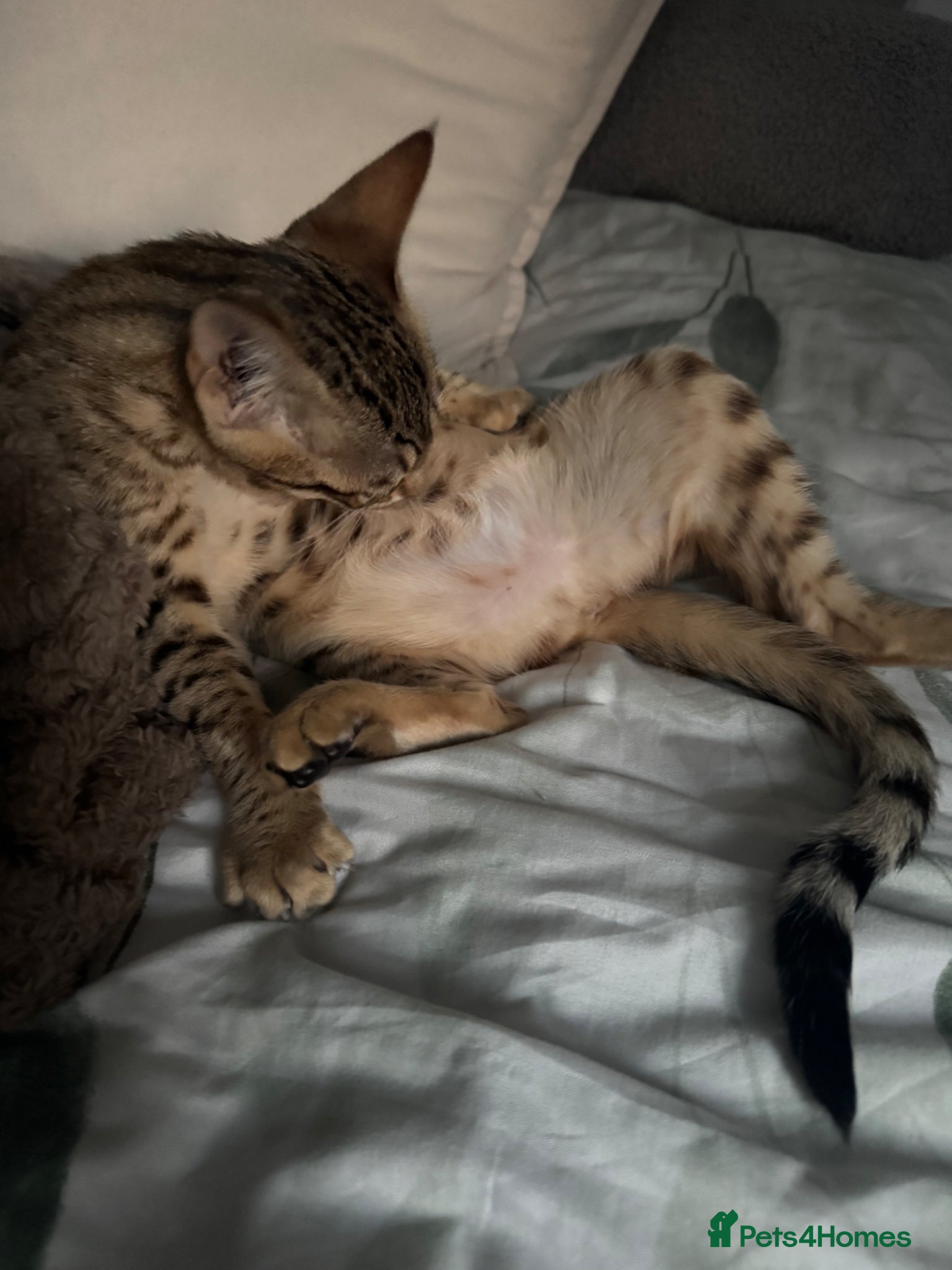 Savannah cats for sale: F6 Savannah kitten - Advert 3