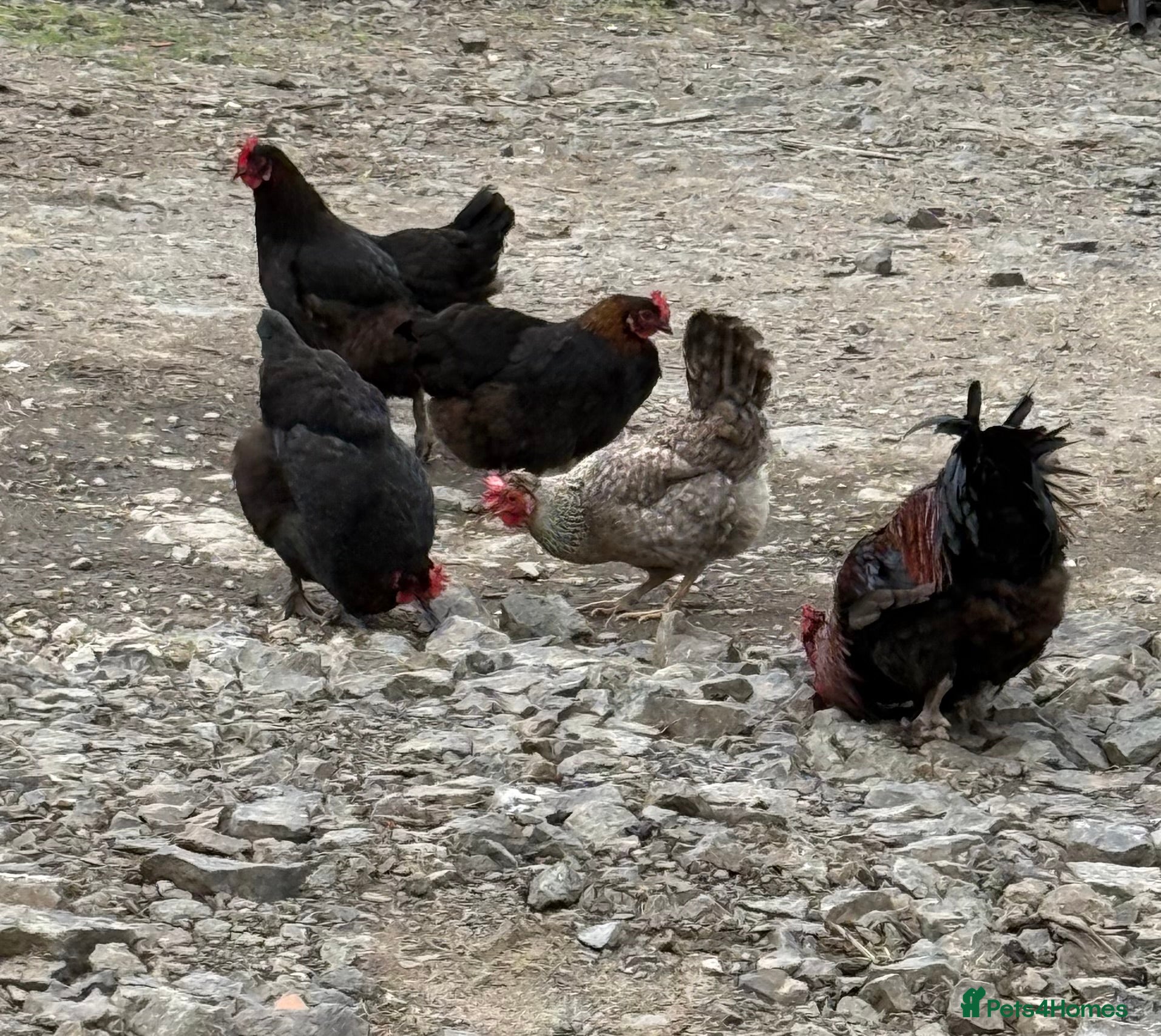 Chickens poultry Laying hens  - Advert 11