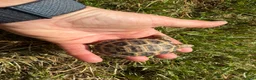 Tortoise reptiles for sale: Baby horsfield tortoises for sale. Setups also av - Advert 4