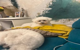 Bichon Frise dogs for sale: ✨ Bichon Frisé Puppies from Champion Bloodlines ✨ - Image 4