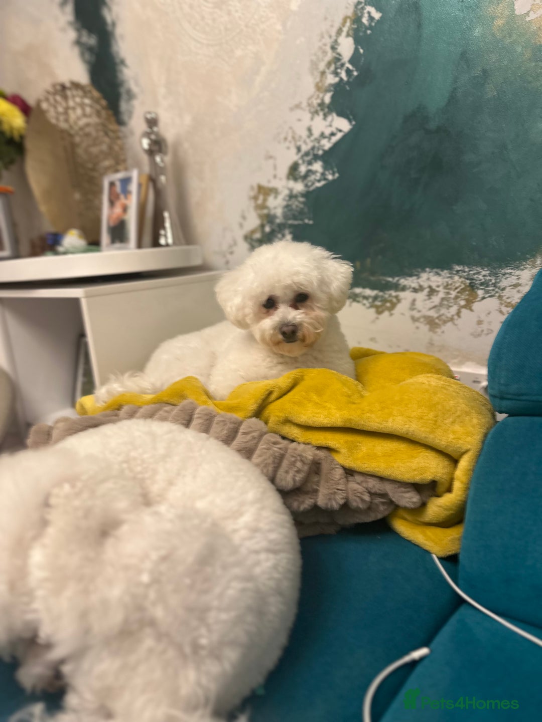 Bichon Frise dogs for sale: ✨ Bichon Frisé Puppies from Champion Bloodlines ✨ - Image 4