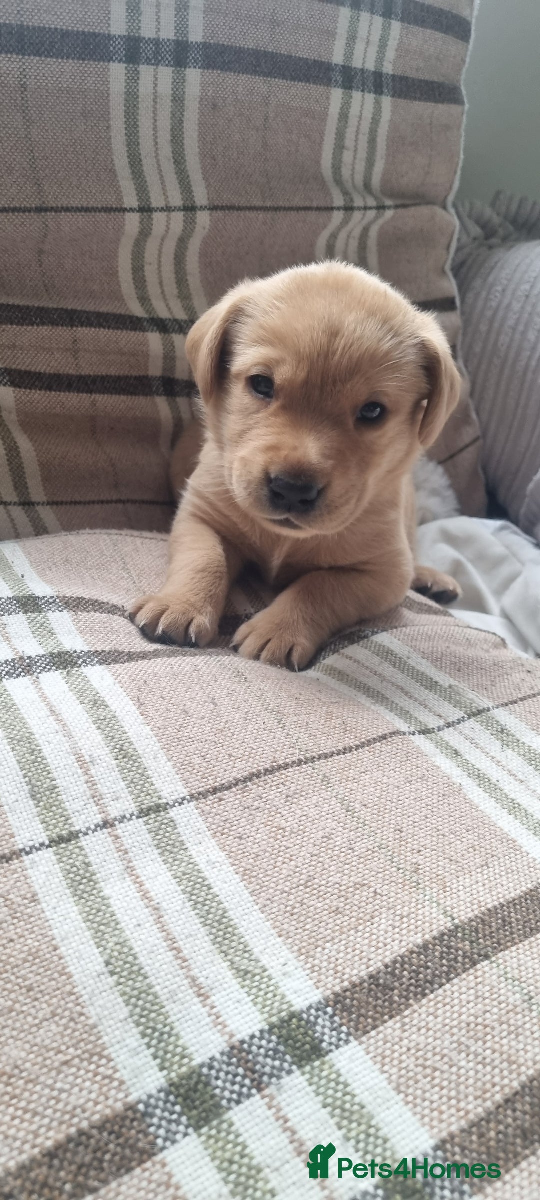 Labrador Retriever dogs for sale: Labrador puppies - Advert 4