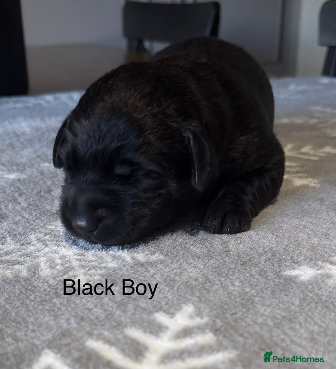 Labrador Retriever dogs for sale: Stunning Chocolate and Black Labrador pups - Advert 10