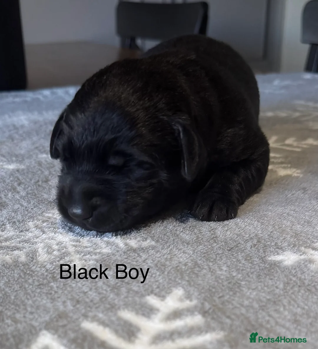 Labrador Retriever dogs for sale: Stunning Chocolate and Black Labrador pups - Advert 14