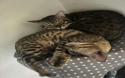 Bengal cats for sale: 2 cat bengal - Image 2