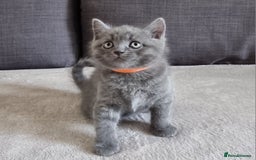 British Shorthair cats for sale: Gorgeous BSH kittens  - Image 12
