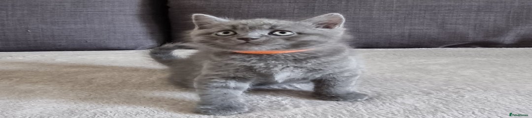 British Shorthair Kitten 2 female