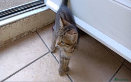 Mixed Breed cats for sale: Stunning kittens  - Image 12