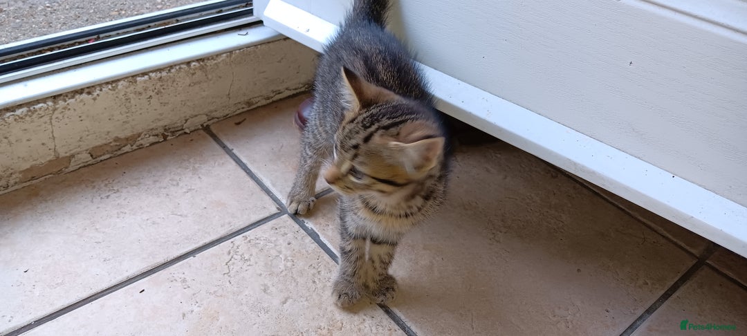 Mixed Breed cats for sale: Stunning kittens  - Image 12