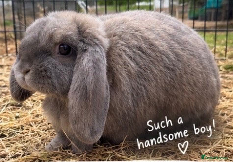 Mini Lop rabbits 1 Years old Pure Bred Mini Lop Rabbit For Sale - Advert 24