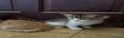 Mixed Breed cats for sale: Long & short haired kittens males and females  - Advert 5