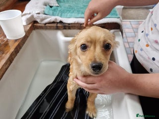 Mixed Breed dogs - Advert 7