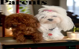 Maltipoo dogs for sale: 🧸 Tiny F1 Maltipoo Boys  - Image 5
