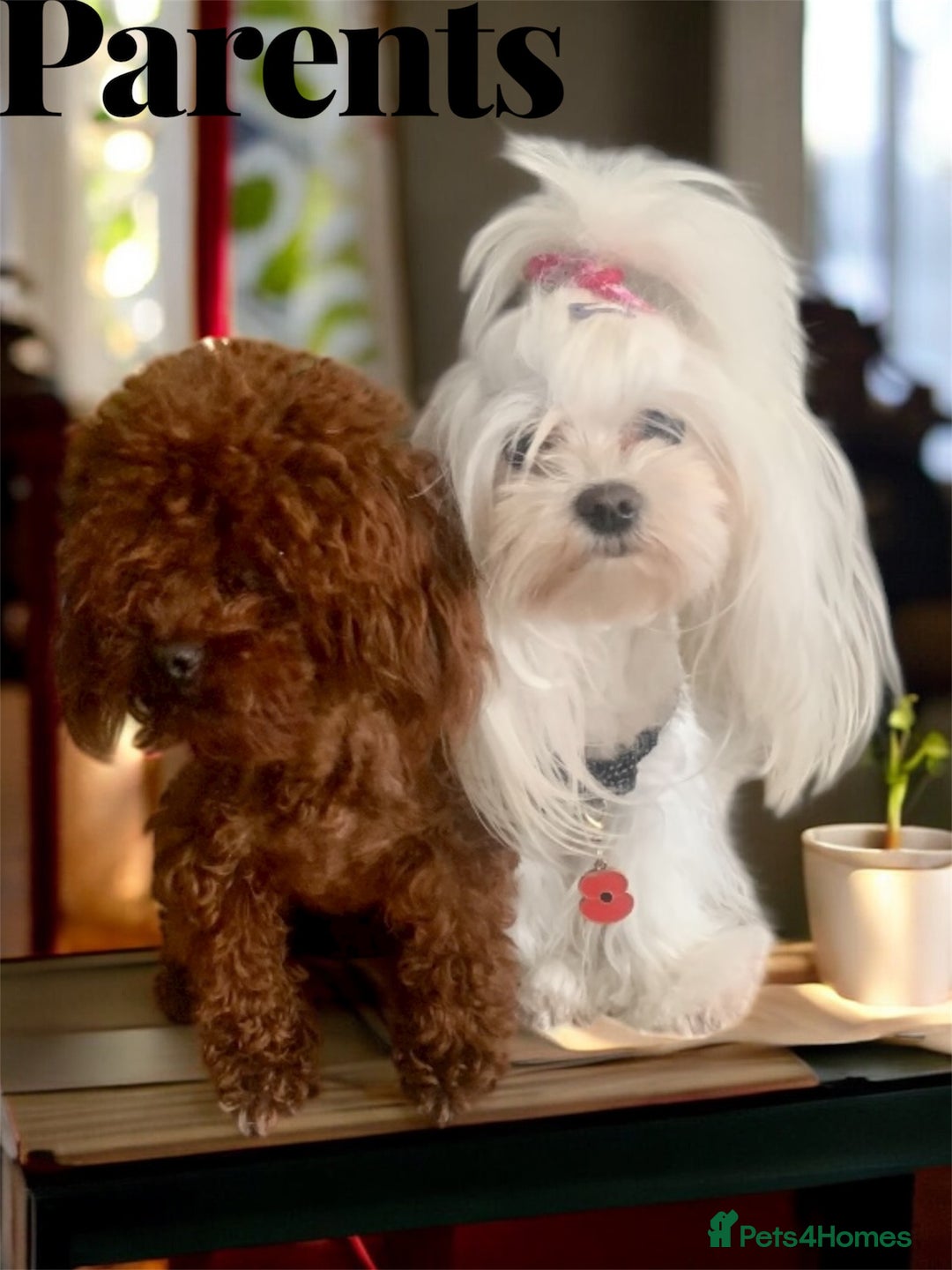 Maltipoo dogs for sale: 🧸 Tiny F1 Maltipoo Boys  - Image 5