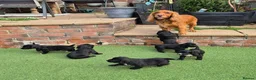 Cocker Spaniel dogs for sale: Two beautiful male pups available  - Advert 2