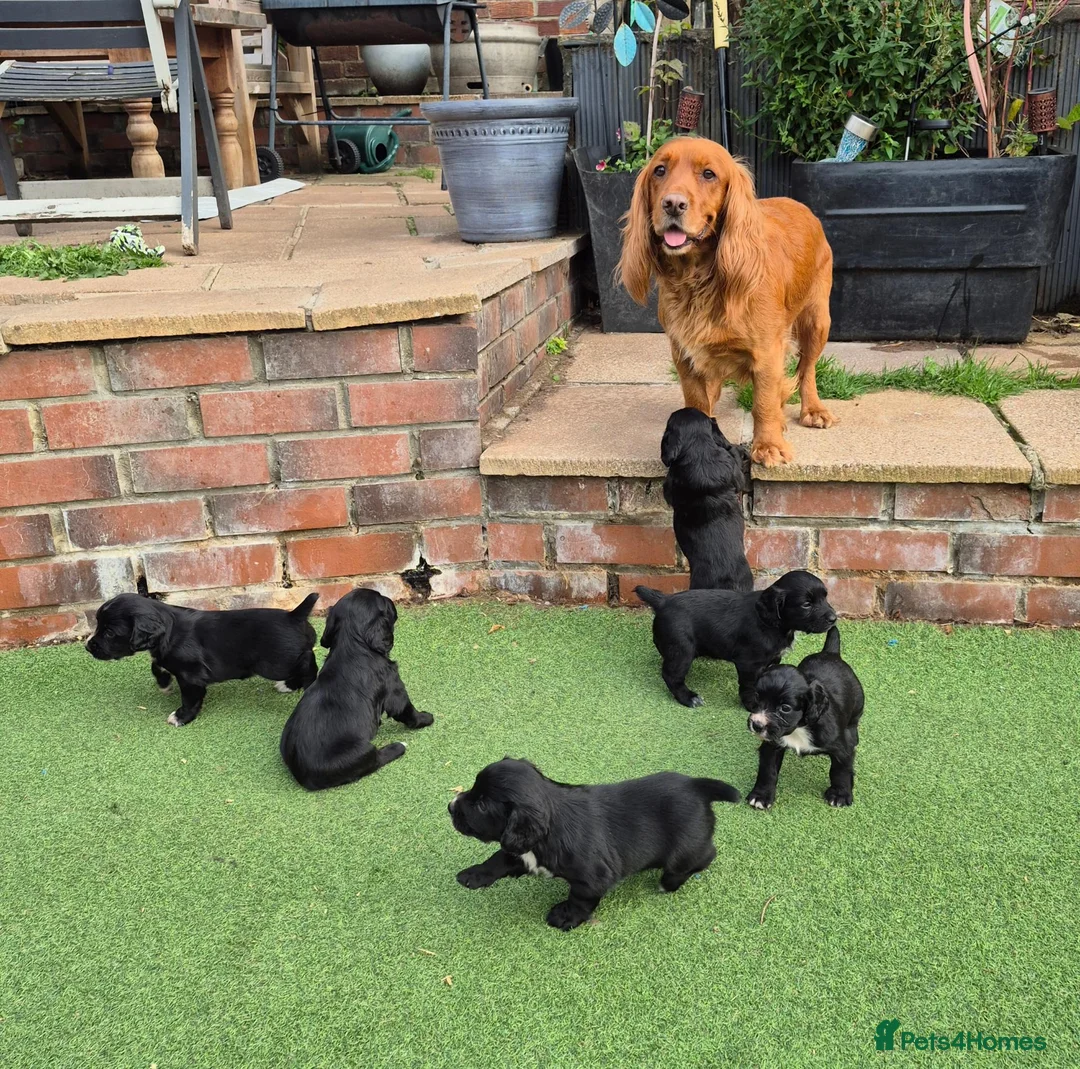 Cocker Spaniel dogs for sale: Two beautiful male pups available  - Advert 2