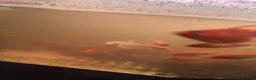 Goldfish fish for sale: Goldfish from 2 months - 8 months  in Dunstable - Advert 6