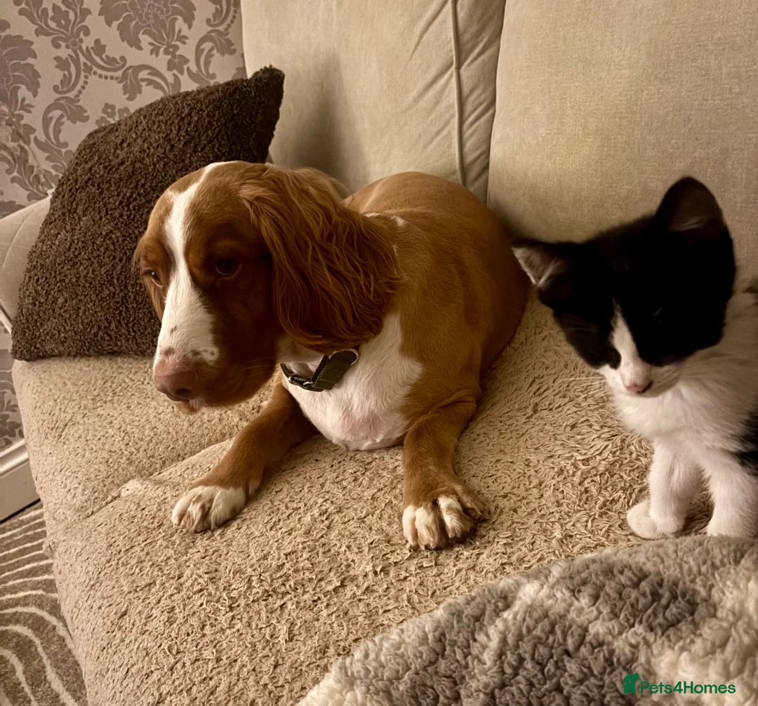 British Shorthair cats for sale: 11-Week-Old Kitten Looking for a Loving Home 🐾 - Advert 2