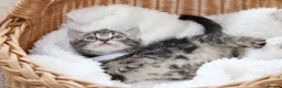 Mixed Breed cats for sale: Adorable Tabby Kittens - Advert 19