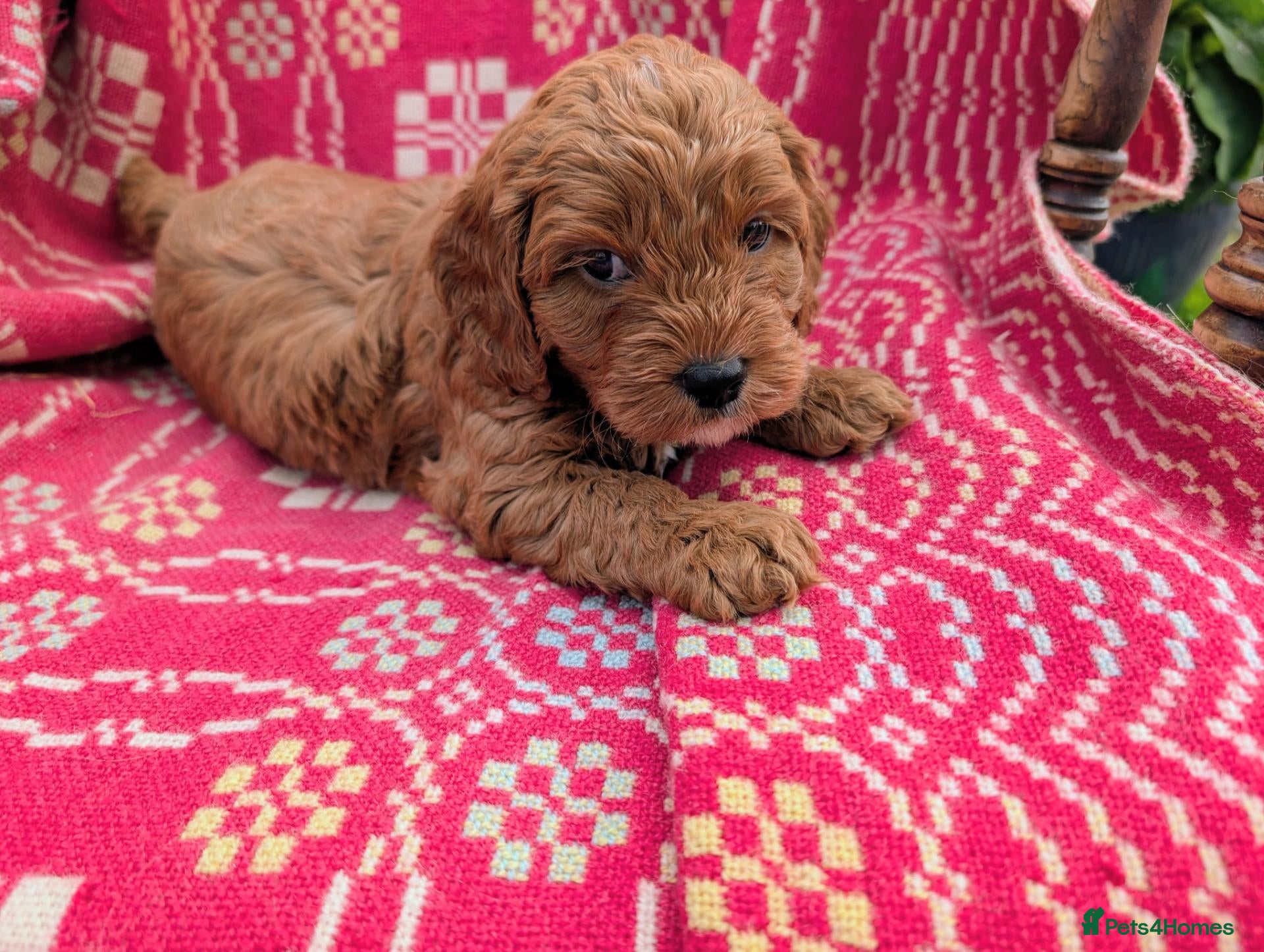 Cockapoo dogs ♥️Gorgeous Red F1b Miniature Cockapoo pups 1 Left - Advert 1
