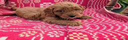 Cockapoo dogs for sale: ♥️ Gorgeous Deep Red F1b Miniature Cockapoo pups♥️ - Advert 11