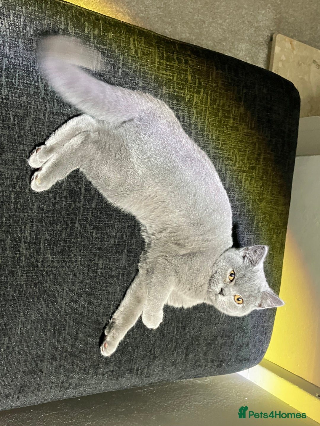 British Shorthair cats for sale: Male British Shorthair kitten 6 month old  - Image 7