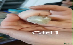 Mouse rodents for sale: Baby mice mixed  - Advert 7