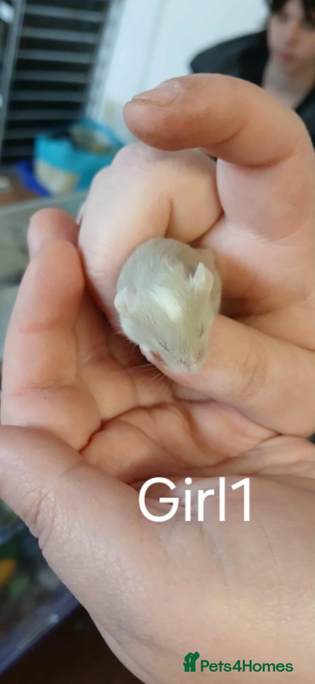 Mouse rodents for sale: Baby mice mixed  - Advert 7