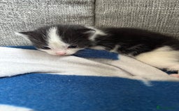 Mixed Breed cats for sale: Little kittens  - Image 10