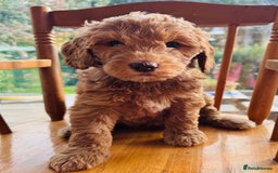 Double Doodle dogs for sale: Australian Goldendoodle puppies - Image 9