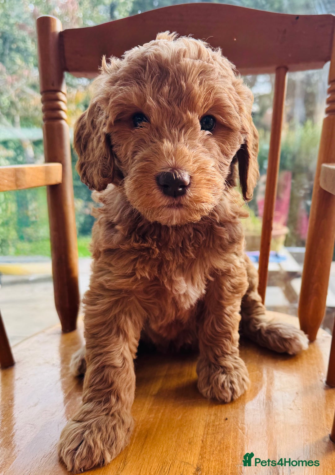 Double Doodle dogs for sale: Australian Goldendoodle puppies - Image 9