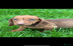 Dachshund dogs for sale: Dachshund puppies for sale ready for new homes !! - Advert 2