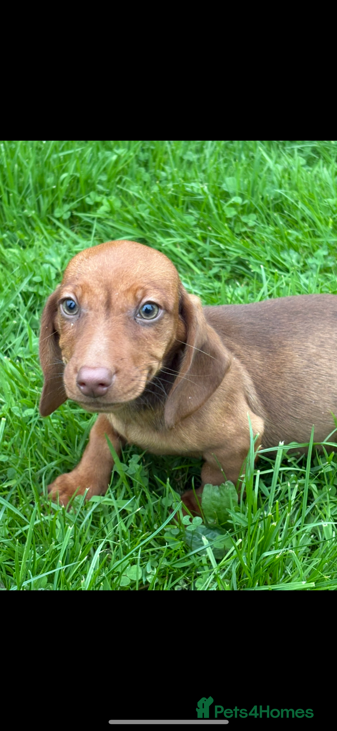 Dachshund dogs for sale: Dachshund puppies for sale ready for new homes !! - Advert 2