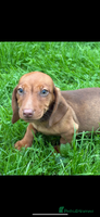 Dachshund dogs Dachshund puppies for sale ready for new homes !! - Advert 15