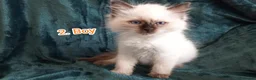 Ragdoll cats for sale: Ragdoll kitten. 2 Girls and 1 Boy  in Coventry - Advert 12