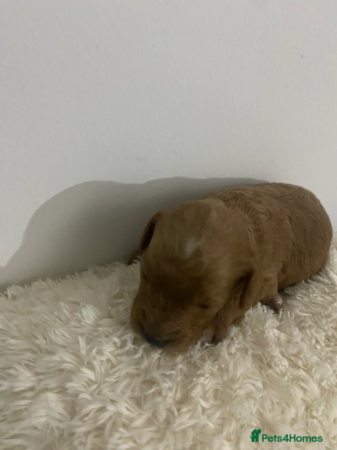 Cockapoo dogs for sale: Toy Poodle Cross Puppies, Mum & Dad Seen, London - Advert 1