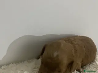 Cockapoo dogs Toy Poodle Cross Puppies, Mum & Dad Seen, London - Advert 2