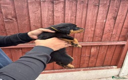 Rottweiler dogs for sale: Pure rottweiler  - Image 5