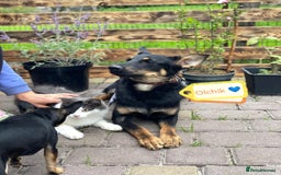Mixed Breed dogs for adoption: 💙🐶 OLCHIK 🐶💙 - Image 1