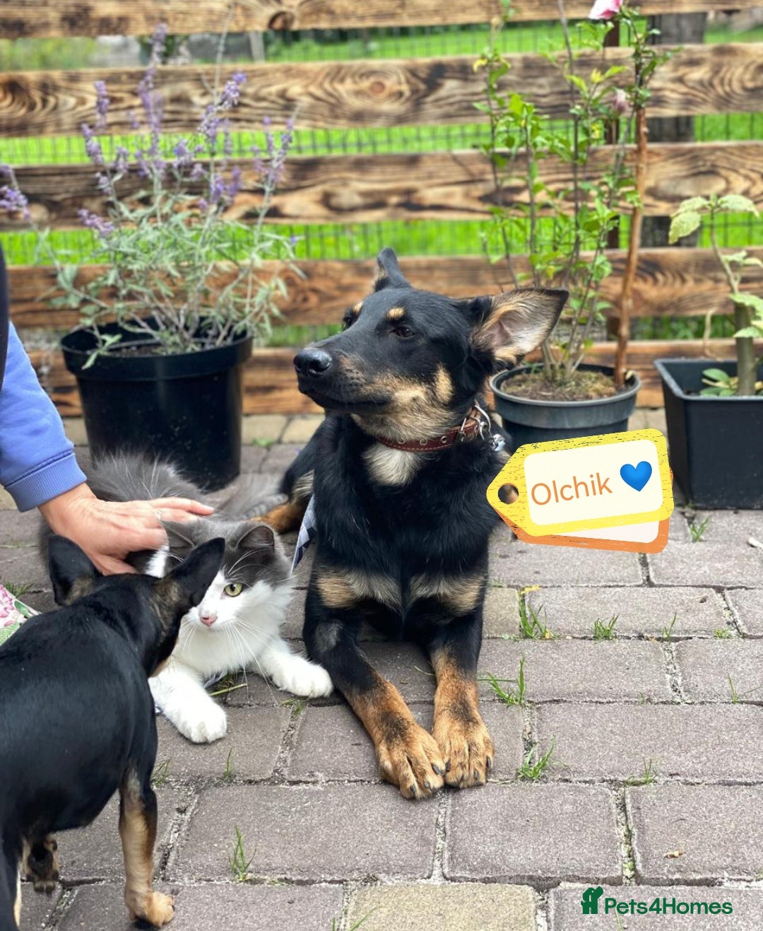 Mixed Breed dogs for adoption: 💙🐶 OLCHIK 🐶💙 - Image 1