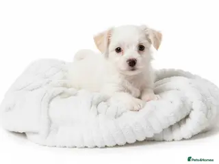 Jackapoo dogs 🌈 Gorgeous Rainbow Jackapoo Puppies - Advert 13