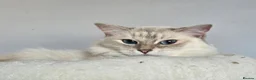 Ragdoll cats for sale: 2 ADULT GIRLS LOOKING FOR NEW HOMES - Advert 14