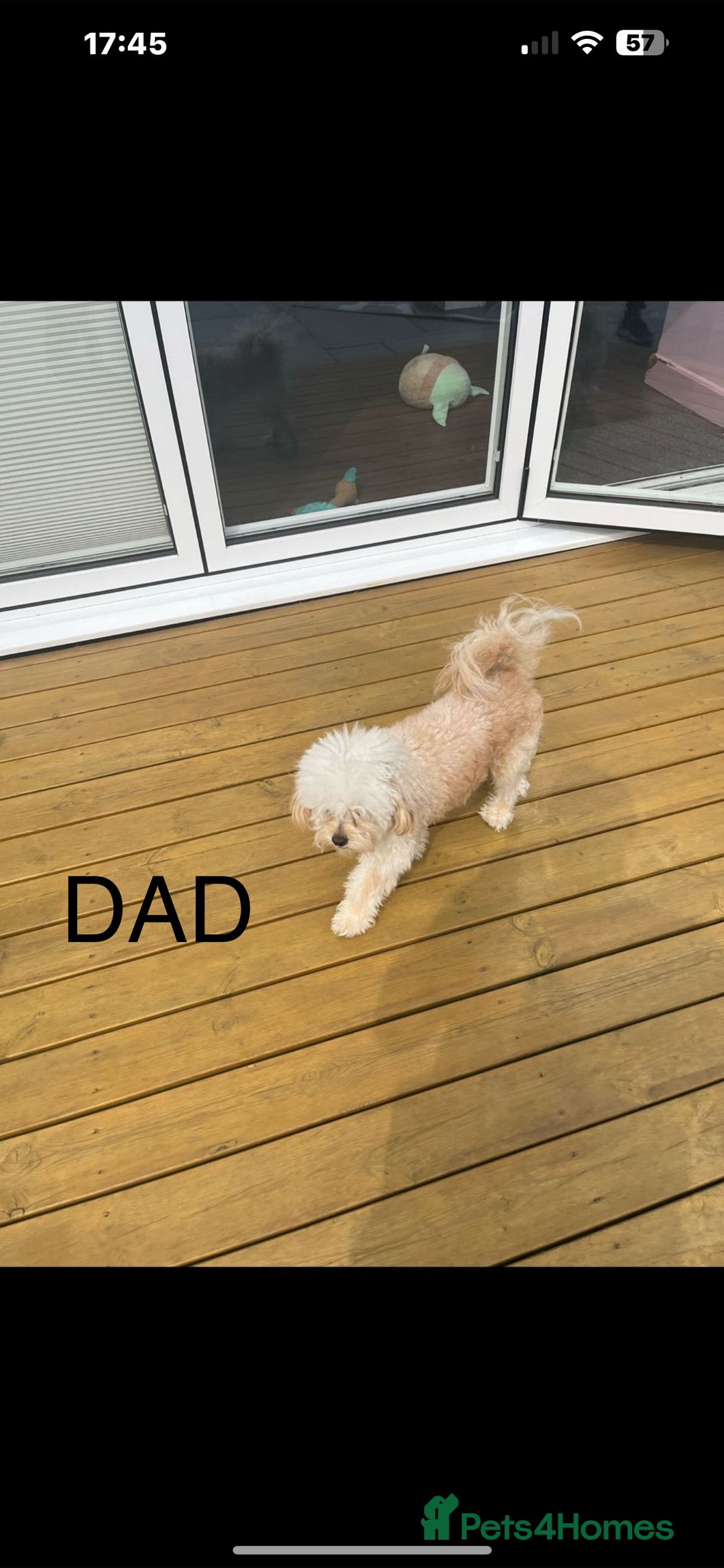 Cockapoo dogs for sale: Beautiful litter of tiny chunky Cockapoo puppies  - Image 23