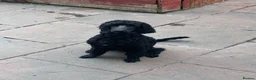 Labradoodle dogs for sale: 9 month old labradoodle F1B pups  - Advert 6