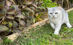 British Shorthair cats for sale: Rare polar-coloured(light silver/blonde)coat - Advert 12
