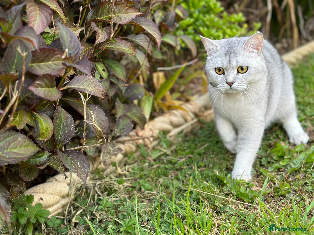 British Shorthair cats for sale: Rare polar-coloured(light silver/blonde)coat - Advert 12