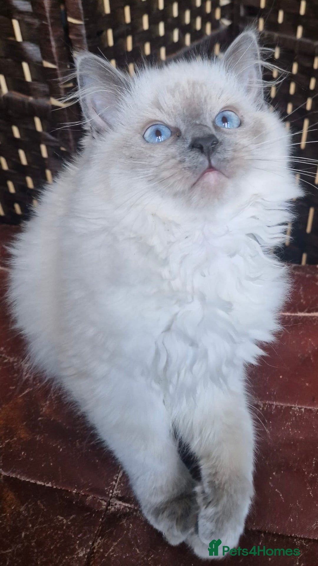Ragdoll cats for sale: A Unique Ragdoll Kitten Waiting for a Loving home  - Image 5